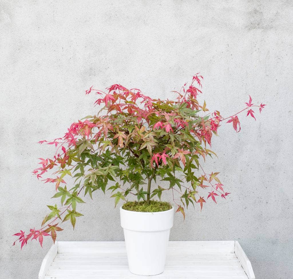  Japanse Esdoorn (Acer Palmatum 'Beni-maiko')