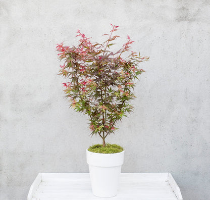  Japanse Esdoorn (Acer Palmatum 'Shaina')