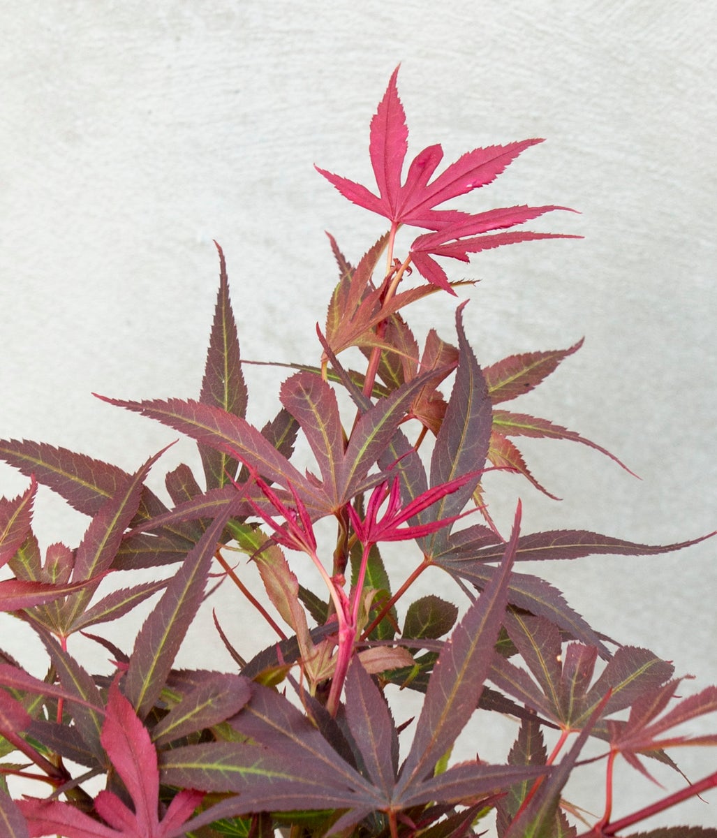  Japanse Esdoorn (Acer Palmatum 'Shaina')