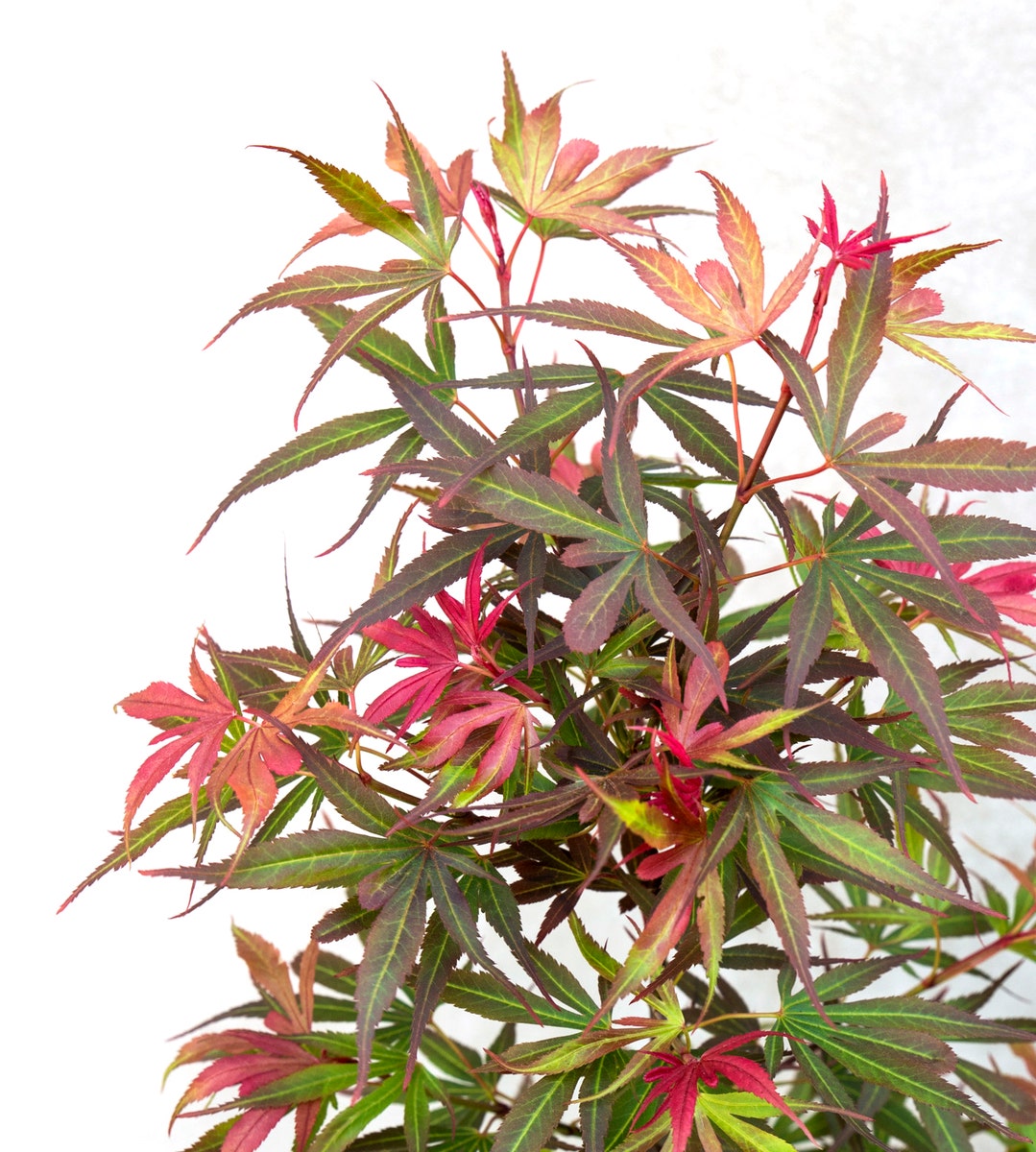  Japanse Esdoorn (Acer Palmatum 'Shaina')