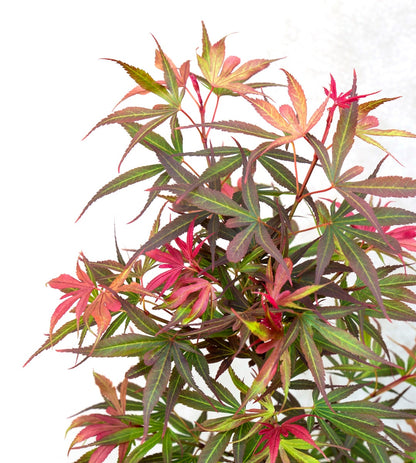  Japanse Esdoorn (Acer Palmatum 'Shaina')