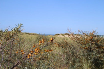  Duindoorn (Hippophae Rhamnoides)