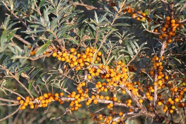  Duindoorn (Hippophae Rhamnoides)