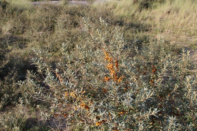  Duindoorn (Hippophae Rhamnoides)