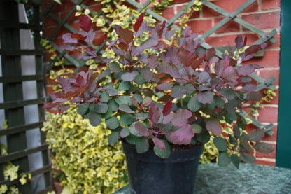  Pruikenboom (Cotinus Coggygria 'Dusky Maiden')