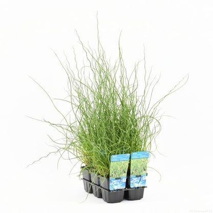  Kurkentrekkersgras (Juncus Effusus 'Spiralis')