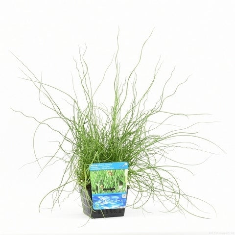  Kurkentrekkersgras (Juncus Effusus 'Spiralis')