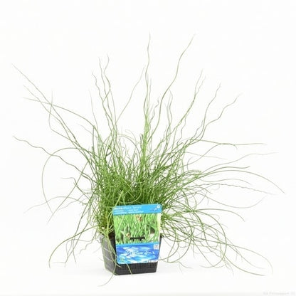  Kurkentrekkersgras (Juncus Effusus 'Spiralis')