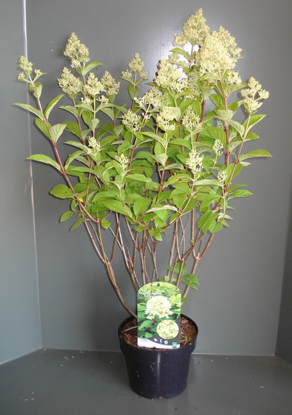  Pluimhortensia (Hydrangea Paniculata 'Magical Candle')