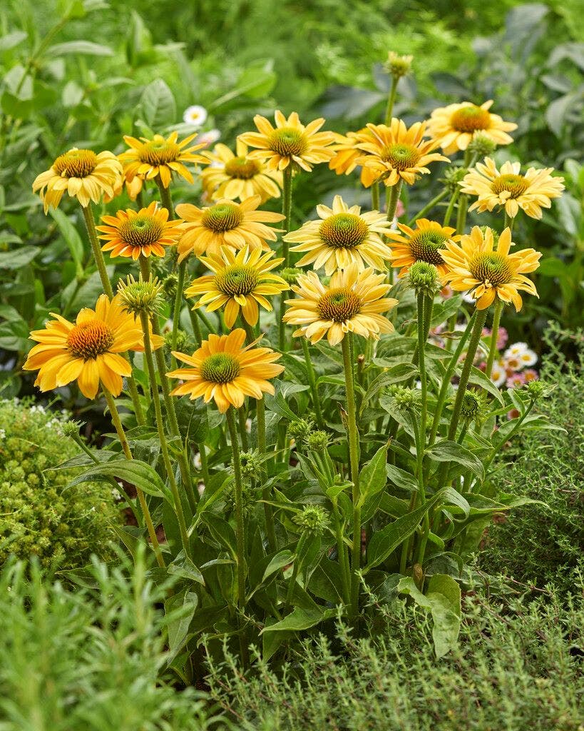  Zonnehoed (Echinacea 'Mellow Yellow')