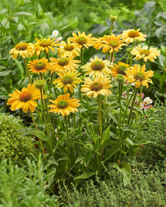 Zonnehoed (Echinacea 'Mellow Yellow')
