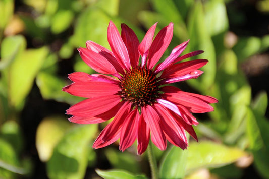  Zonnehoed (Echinacea Purpurea 'Hot Summer')