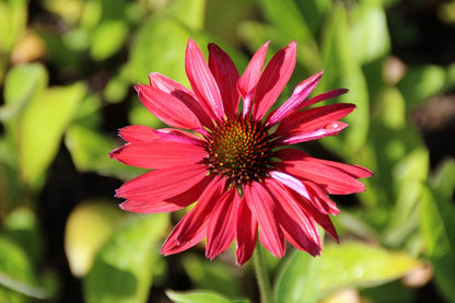  Zonnehoed (Echinacea Purpurea 'Hot Summer')