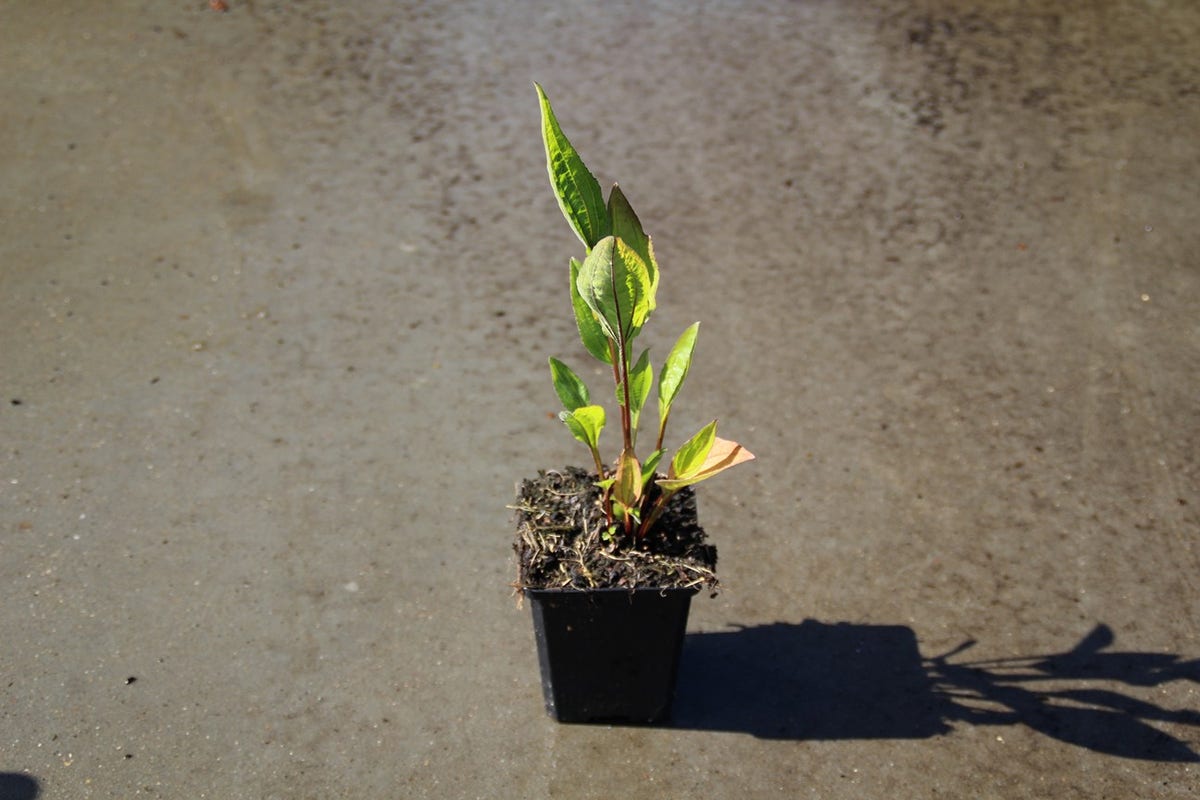  Zonnehoed (Echinacea Purpurea 'Hot Summer')