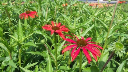  Zonnehoed (Echinacea P. 'Tomato Soup')