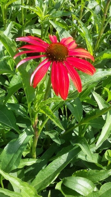  Zonnehoed (Echinacea P. 'Tomato Soup')