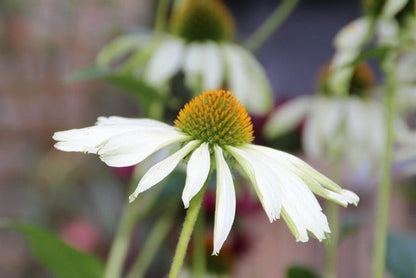  Zonnehoed (Echinacea Purpurea 'White Swan')