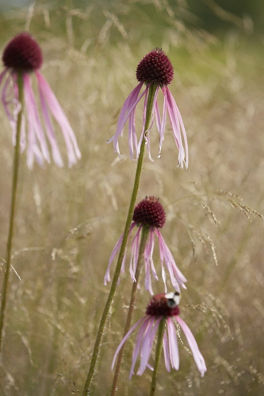  Egelzonnehoed (Echinacea Pallida)
