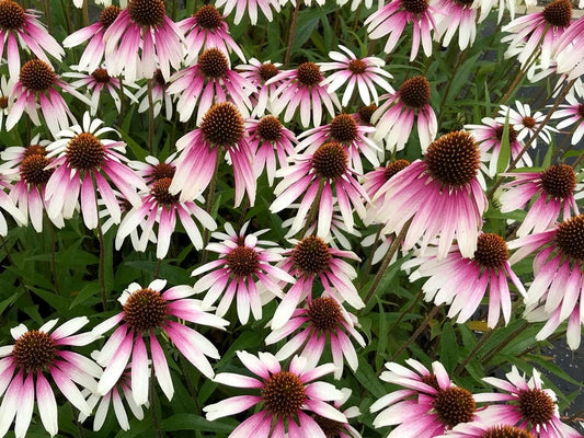  Zonnehoed (Echinacea Purpurea 'Pretty Parasols')
