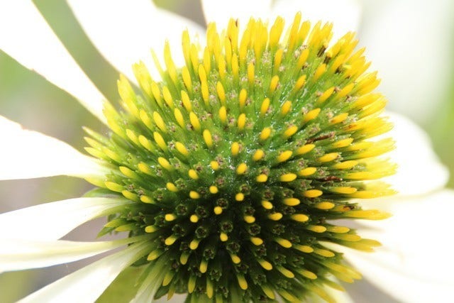  Zonnehoed (Echinacea Purpurea 'Alba') BIO
