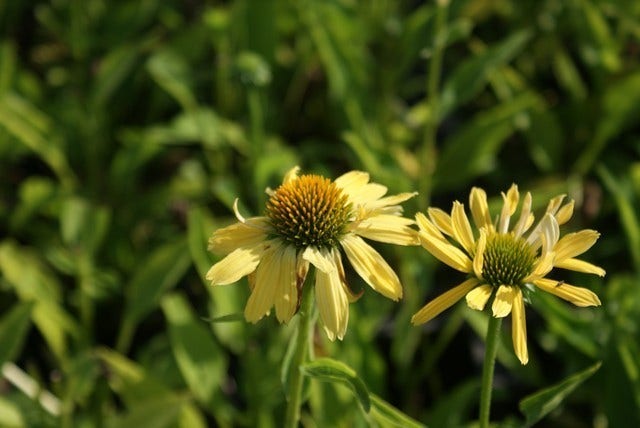  Zonnehoed (Echinacea Purpurea 'Sunrise')