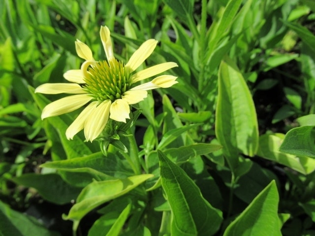  Zonnehoed (Echinacea Purpurea 'Sunrise')