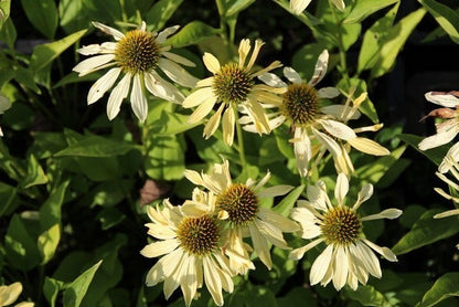  Zonnehoed (Echinacea Purpurea 'Sunrise')