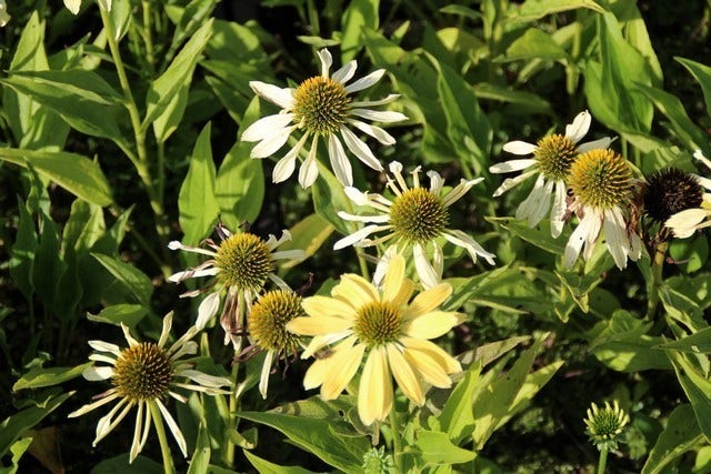  Zonnehoed (Echinacea Purpurea 'Sunrise')