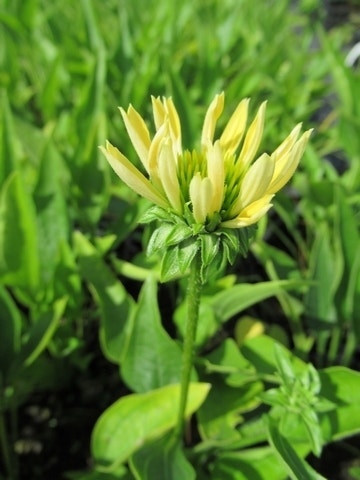  Zonnehoed (Echinacea Purpurea 'Sunrise')