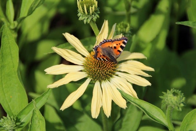  Zonnehoed (Echinacea Purpurea 'Sunrise')