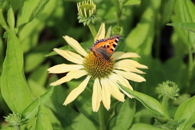  Zonnehoed (Echinacea Purpurea 'Sunrise')