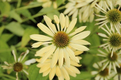  Zonnehoed (Echinacea Purpurea 'Sunrise')