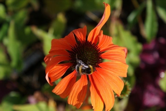 Zonnehoed (Echinacea Purpurea 'Tangerine Dream')