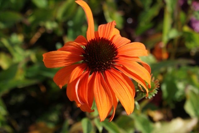  Zonnehoed (Echinacea Purpurea 'Tangerine Dream')