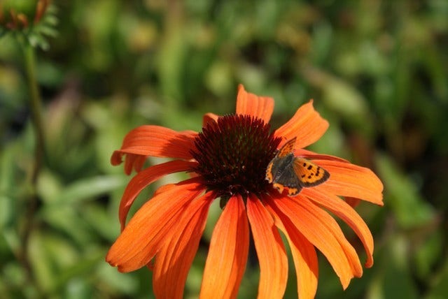  Zonnehoed (Echinacea Purpurea 'Tangerine Dream')