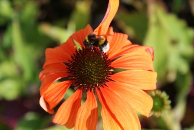  Zonnehoed (Echinacea Purpurea 'Tangerine Dream')