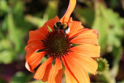  Zonnehoed (Echinacea Purpurea 'Tangerine Dream')