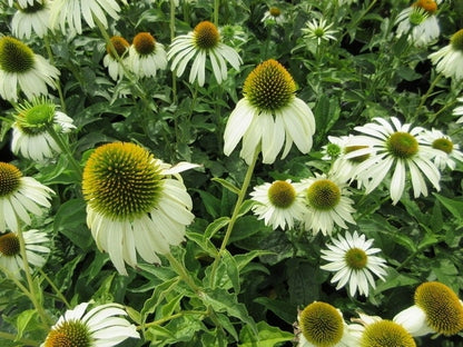  Zonnehoed (Echinacea Purpurea 'White Swan')