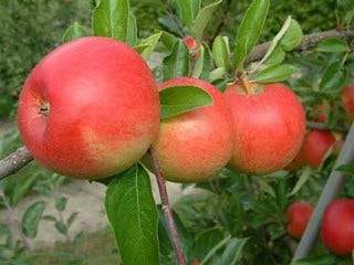  Appelboom (Malus Domestica 'Ecolette')
