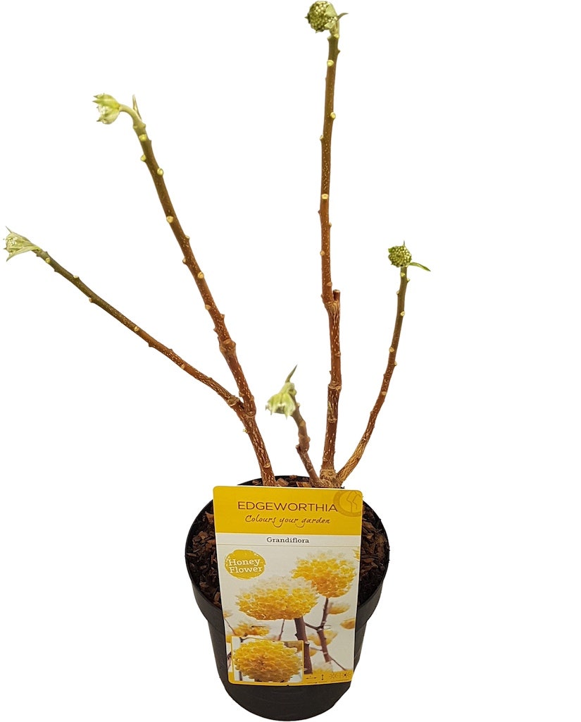  Papierstruik (Edgeworthia Chrysantha)