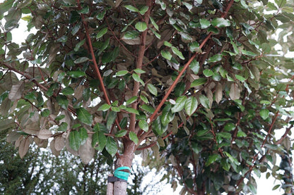  Olijfwilg Als Boom (Elaeagnus Ebbingei 'Compacta')