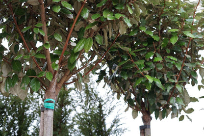  Olijfwilg Als Boom (Elaeagnus Ebbingei 'Compacta')