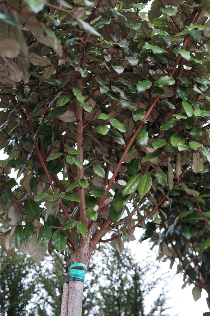  Olijfwilg Als Boom (Elaeagnus Ebbingei 'Compacta')