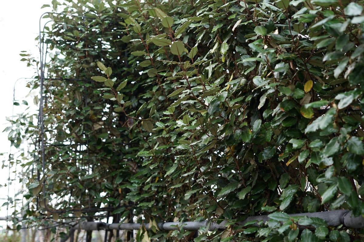  Olijfwilg Als Leiboom (Elaeagnus Ebbingei)