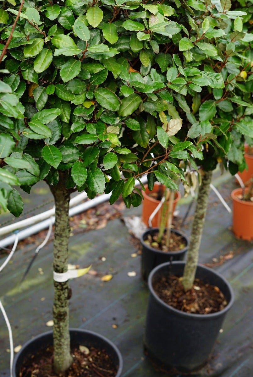  Olijfwilg Op Stam (Elaeagnus Ebbingei)