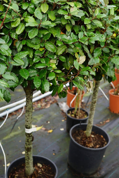  Olijfwilg Op Stam (Elaeagnus Ebbingei)