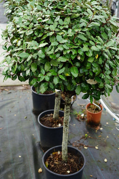  Olijfwilg Op Stam (Elaeagnus Ebbingei)