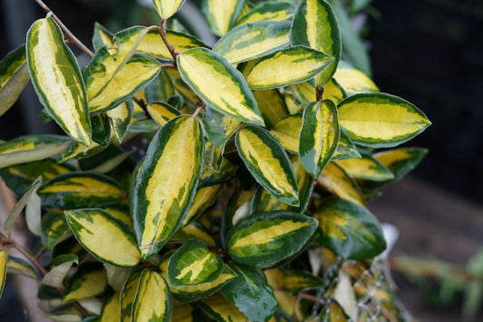  Olijfwilg (Elaeagnus Ebbingei 'Elaeador')