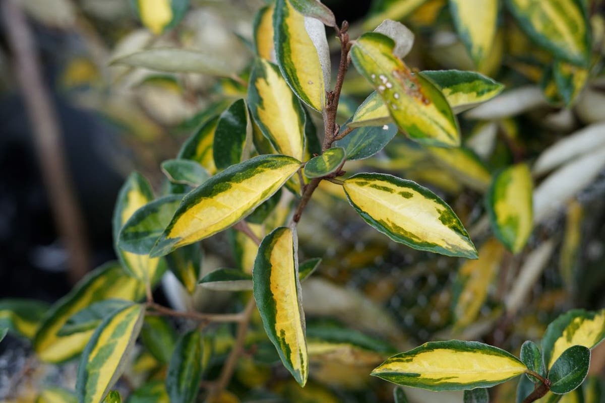  Olijfwilg (Elaeagnus Ebbingei 'Elaeador')