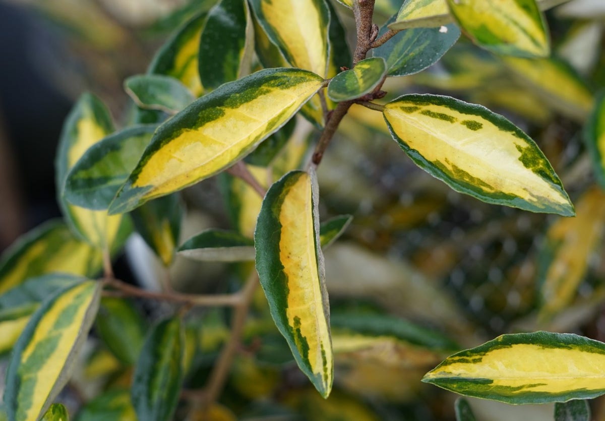  Olijfwilg (Elaeagnus Ebbingei 'Elaeador')